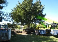 Kwikfynd Tree Management Services
petersville